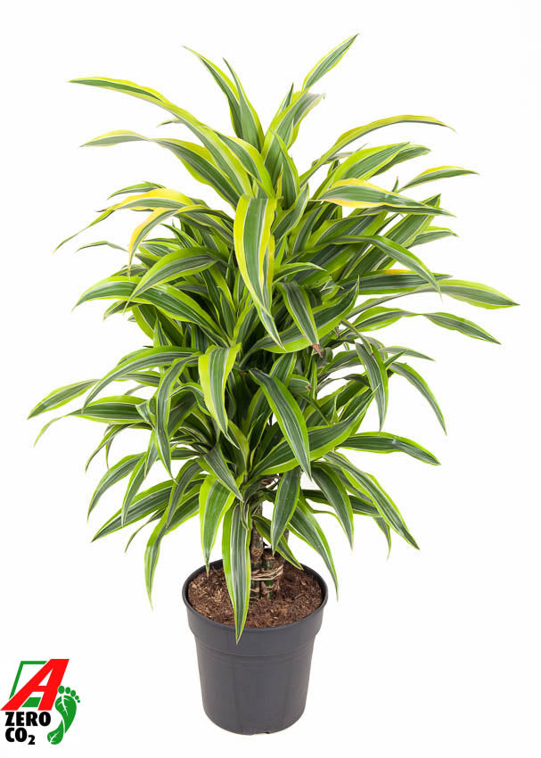 Dracaena fragrans Lemon Lime branched 90cm 24cm Pot