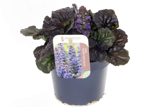 Ajuga reptans 20cm 13cm Pot