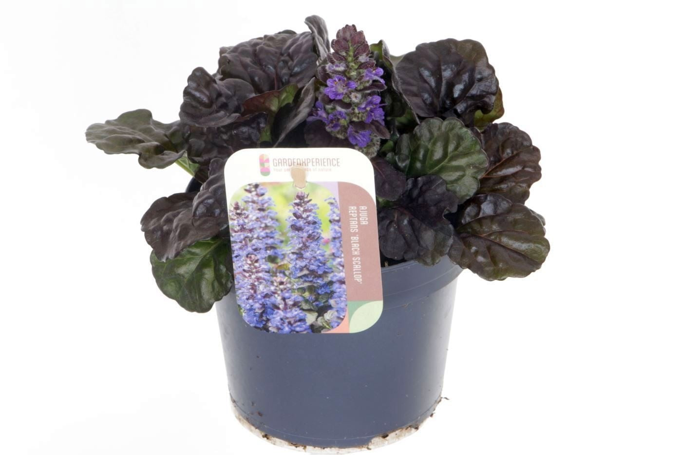 Ajuga reptans 20cm 13cm Pot