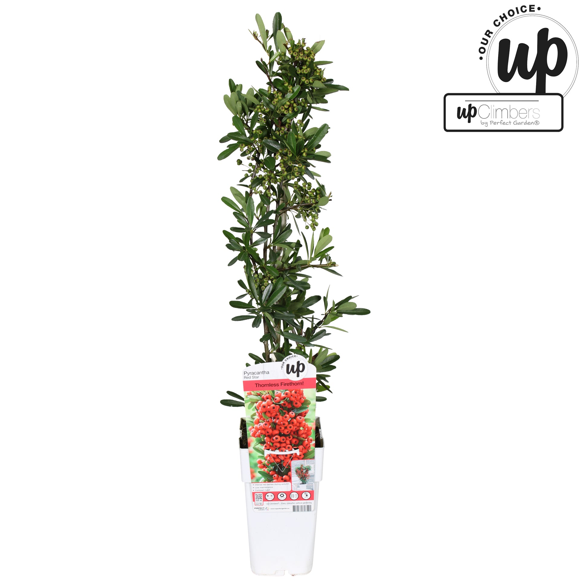 Pyracantha Red Star 65cm 15cm Pot