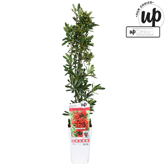 Pyracantha Red Star 65cm 15cm Pot