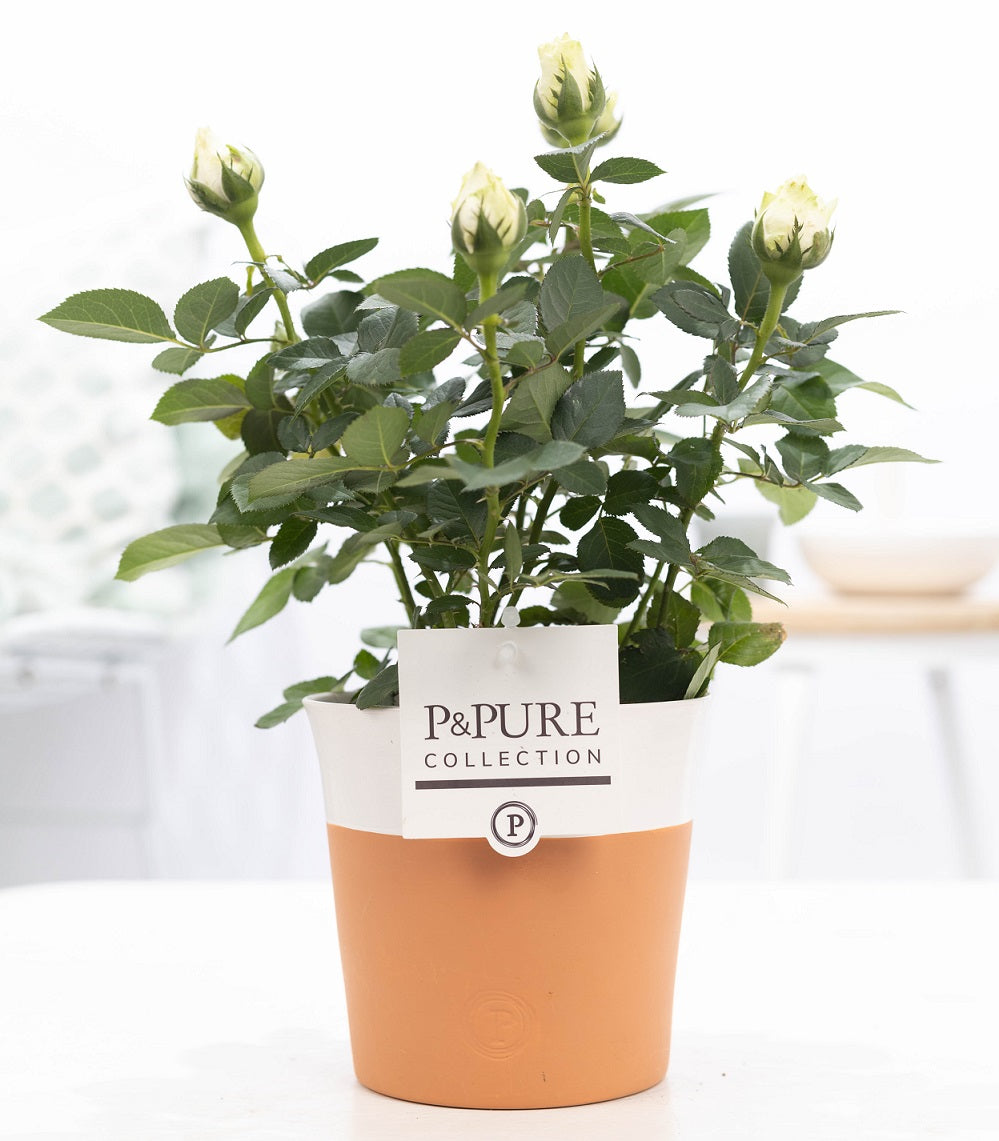 Rosa Beau Monde white 28cm 12cm Pot
