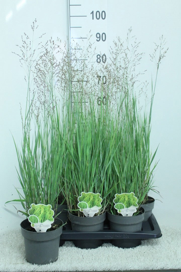 Panicum Heavy Metal 90cm 17cm Pot