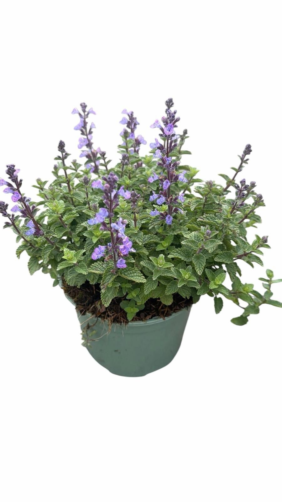 Nepeta faassenii  Purrsian Blue 40cm 17cm Pot