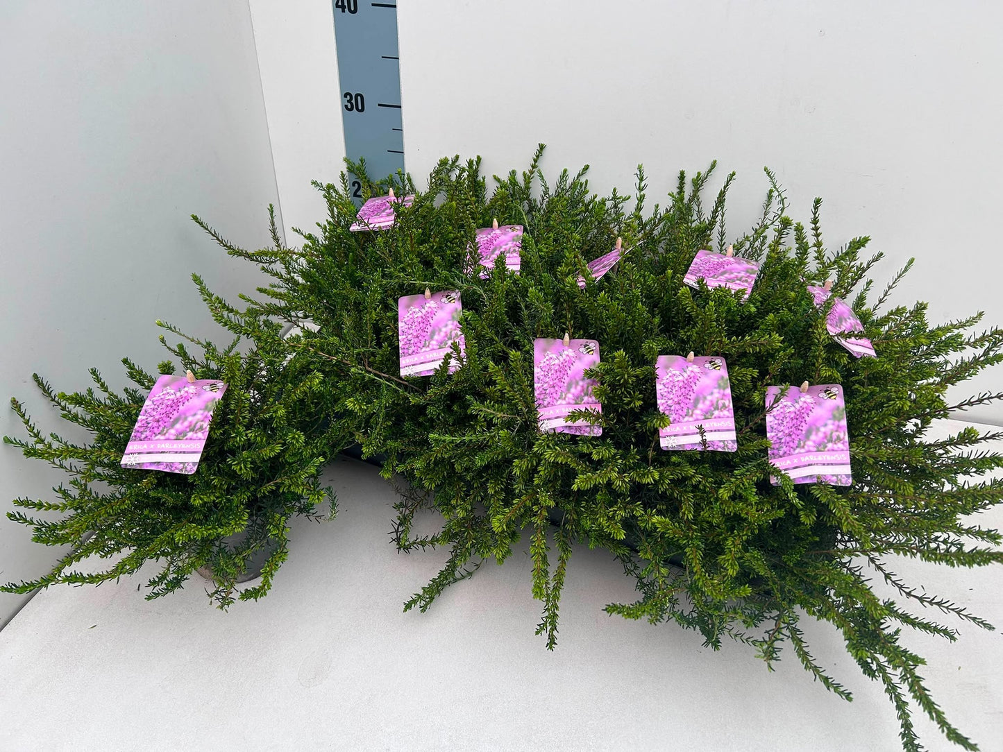 Gartenbau Janshen Gbr Erica Darley Dale Pack of 10