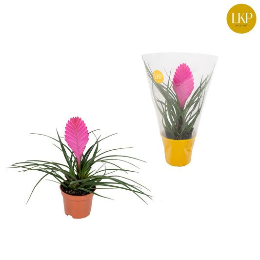Tillandsia Vincent 30cm 9cm Pot