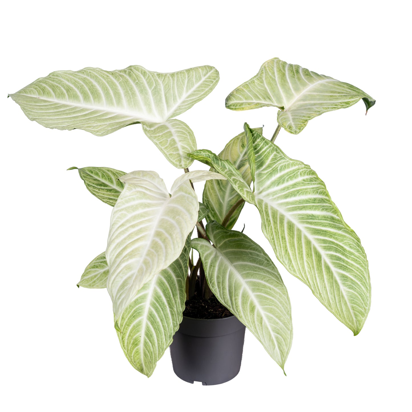 Ichtus Plants Xanthosoma Lindenii Mint Pack of 6