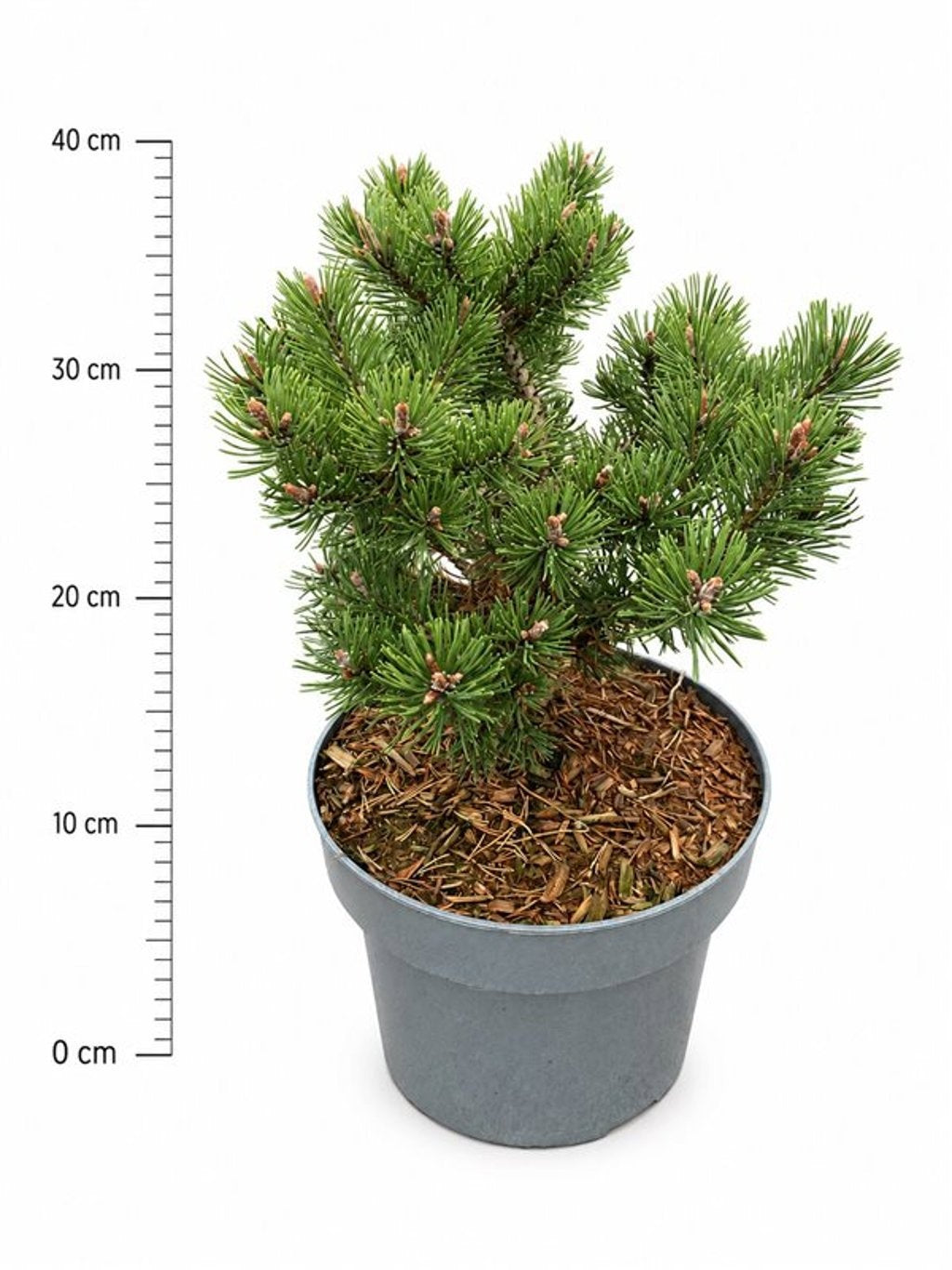 Pinus mugo Klostergrün 40cm 23cm Pot