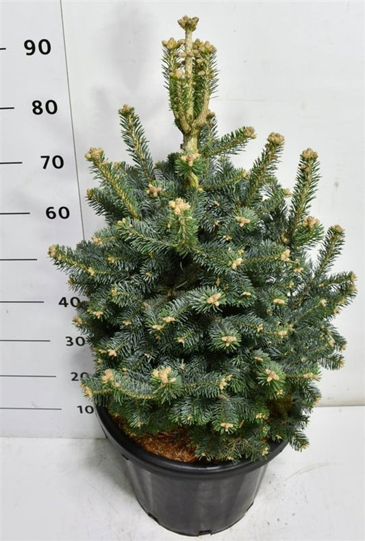 Abies lasiocarpa Compacta 100cm 38cm Pot