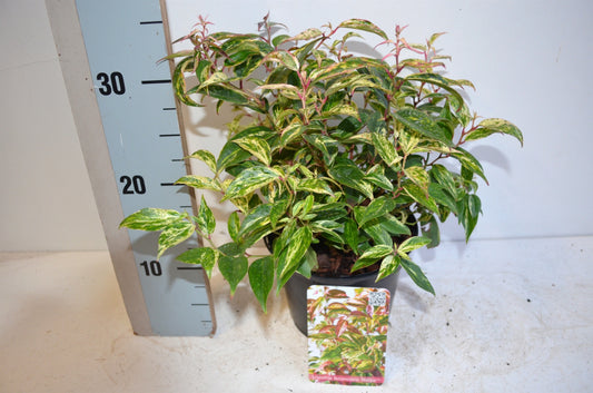 Leucothoe Makijaz 25cm 17cm Pot