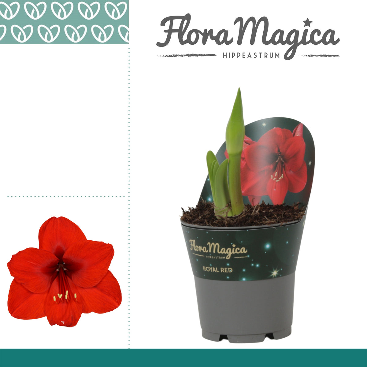 Hippeastrum 25cm 12cm Pot
