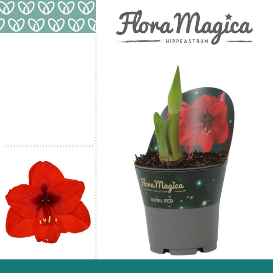 Hippeastrum 25cm 12cm Pot