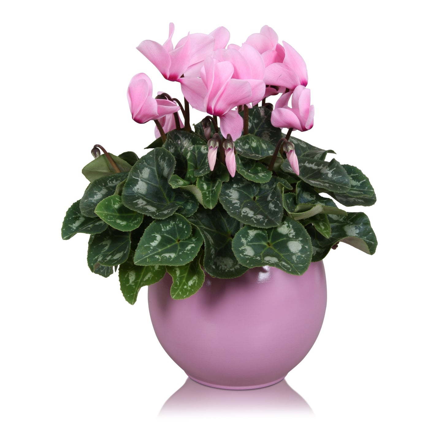 Cyclamen Allure pink 27cm 12cm Pot