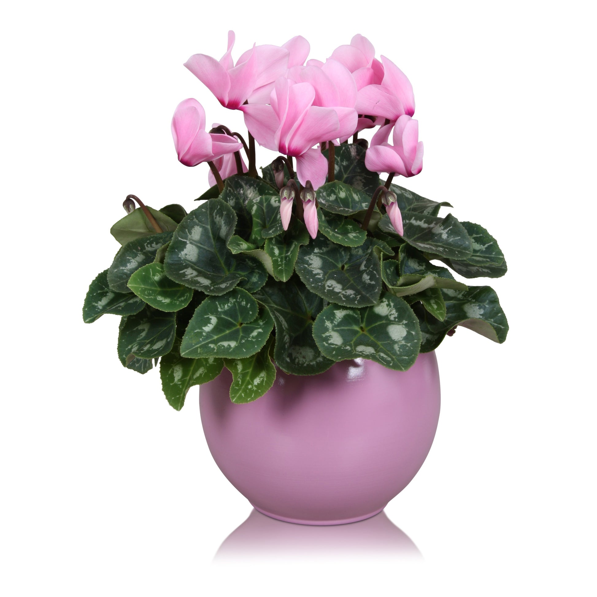 Cyclamen Allure pink 27cm 12cm Pot