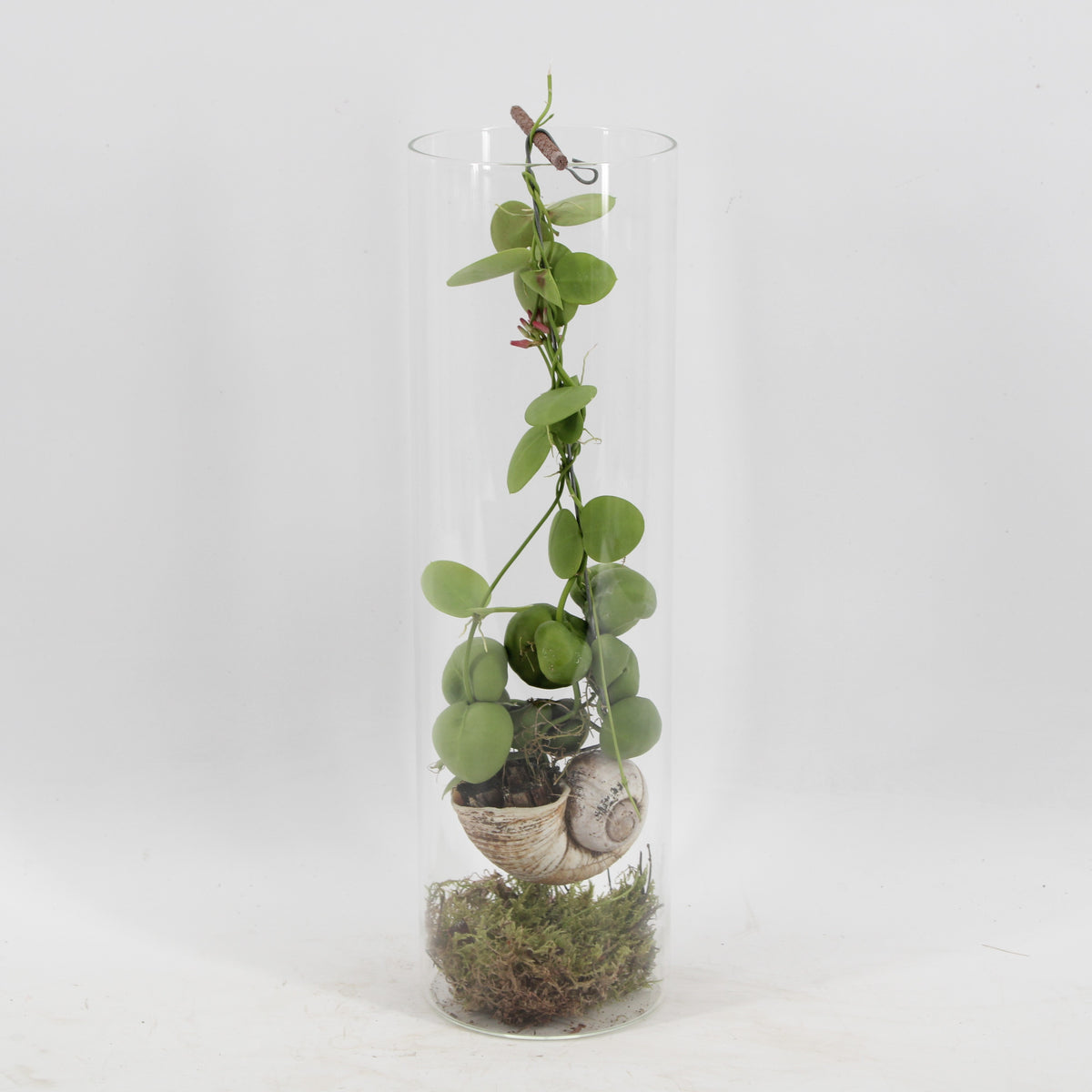 arr. Dischidia Snaily 38cm 11cm Pot