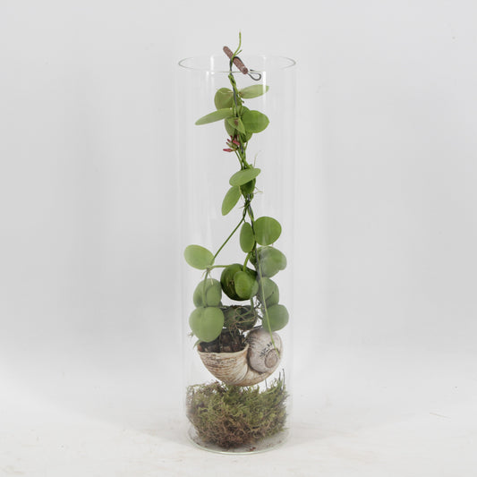 arr. Dischidia Snaily 38cm 11cm Pot