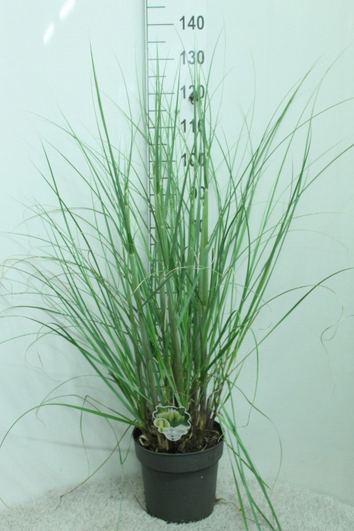 Cortaderia sellona Pumila 130cm 29cm Pot