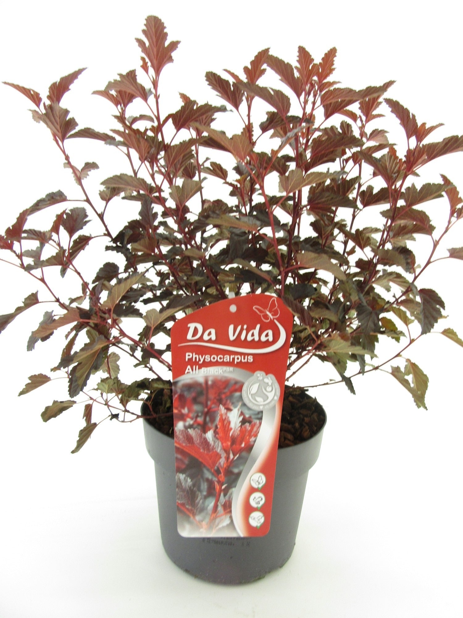 Physocarpus opulifolius 30cm 19cm Pot