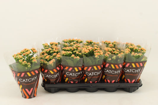 Kalanchoe Rosalina Don Hector 23cm 10.5cm Pot