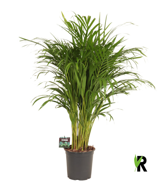 Dypsis lutescens 110cm 21cm Pot