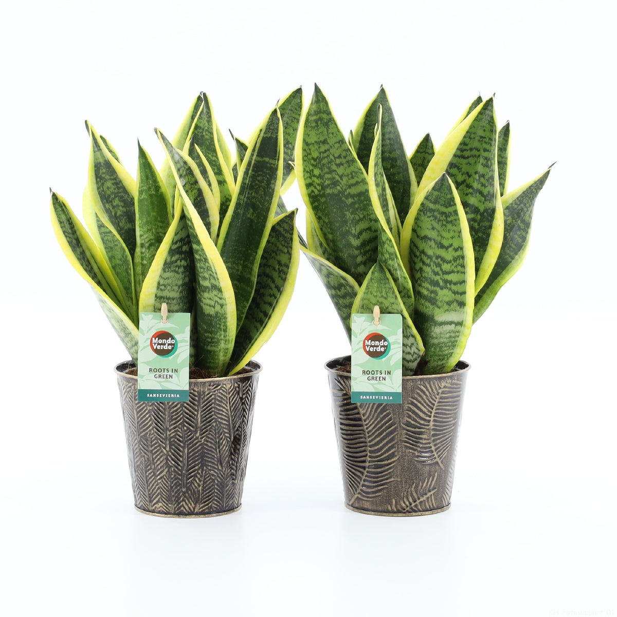 Sansevieria Futura Superba 35cm 13cm Pot