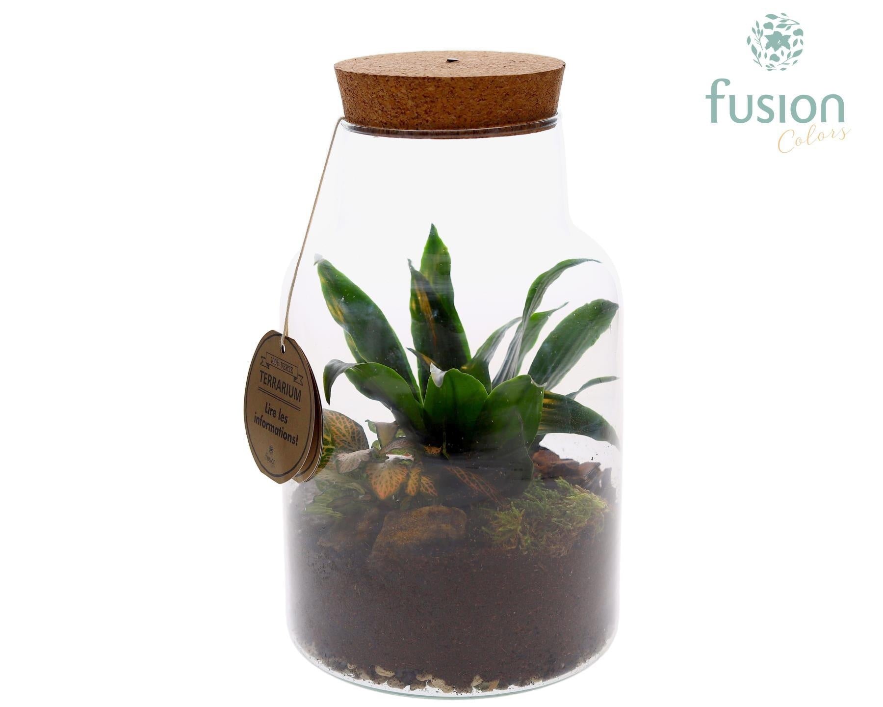 Fusioncolors BV Terrarium met kurk voorzien van LED verlichting Pack of 5