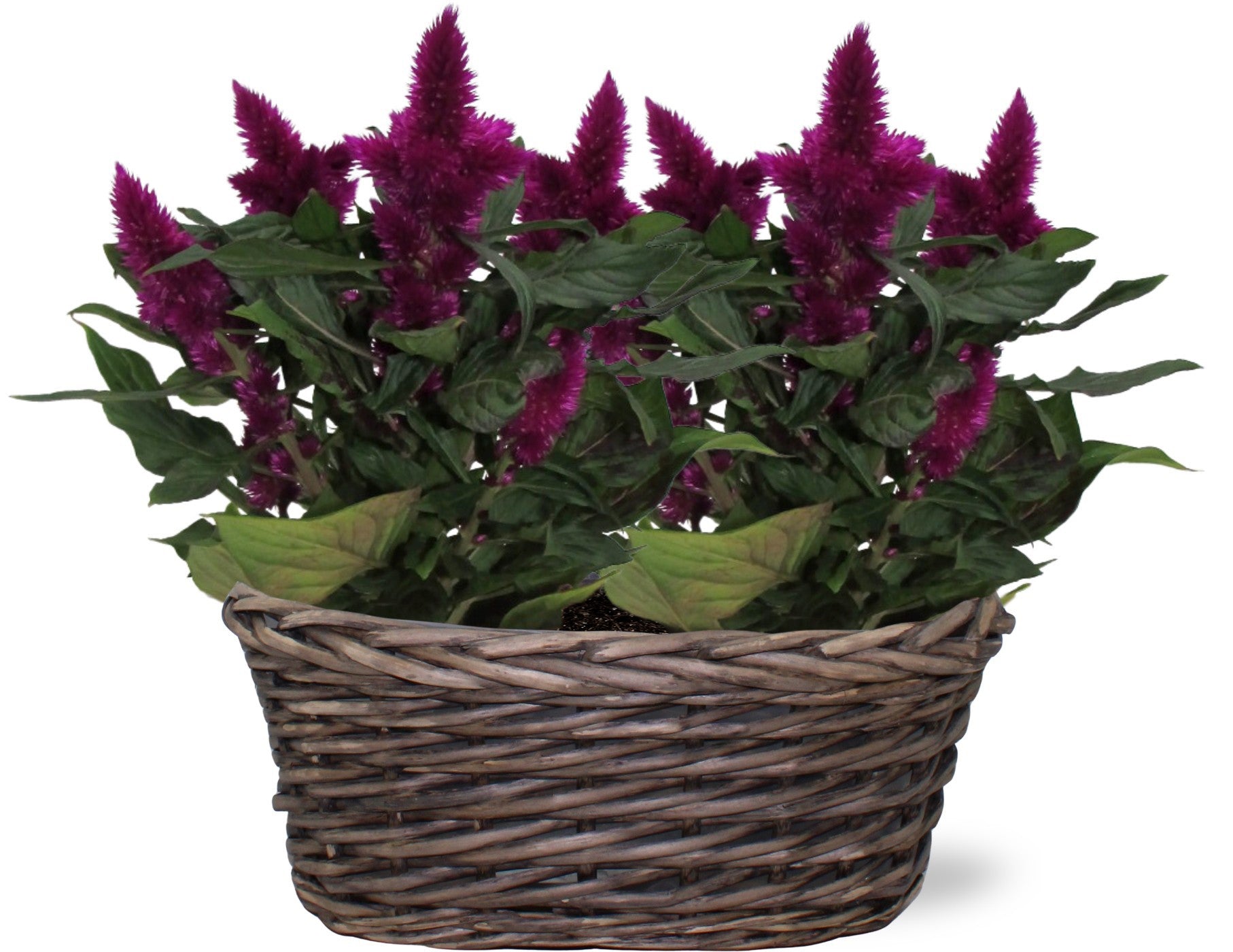 Celosia argentea Intenz+ 35cm 25cm Pot