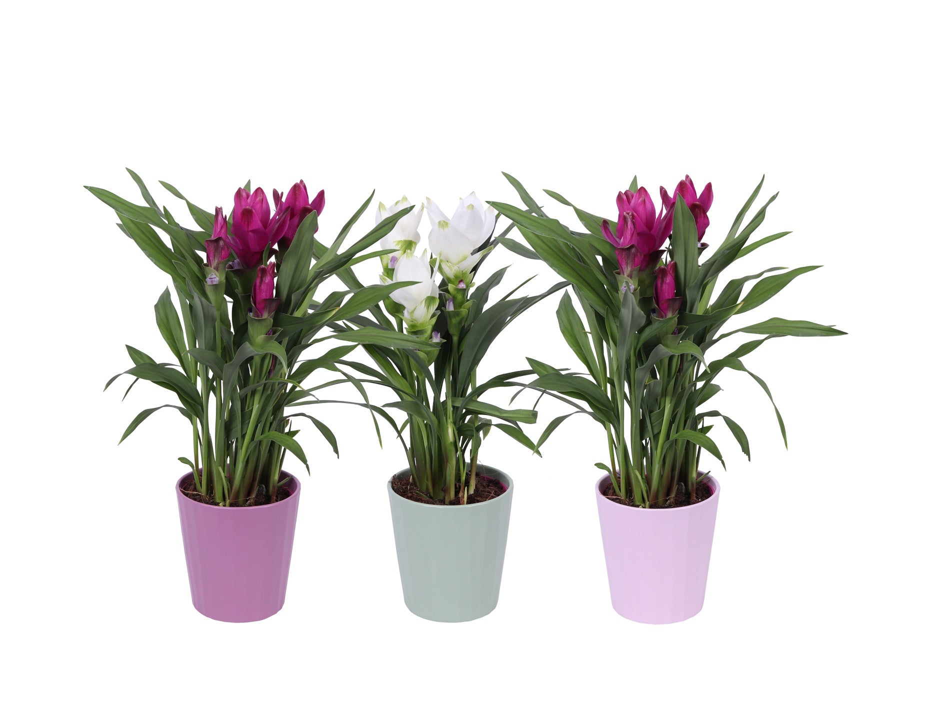 Curcuma mix 55cm 12cm Pot