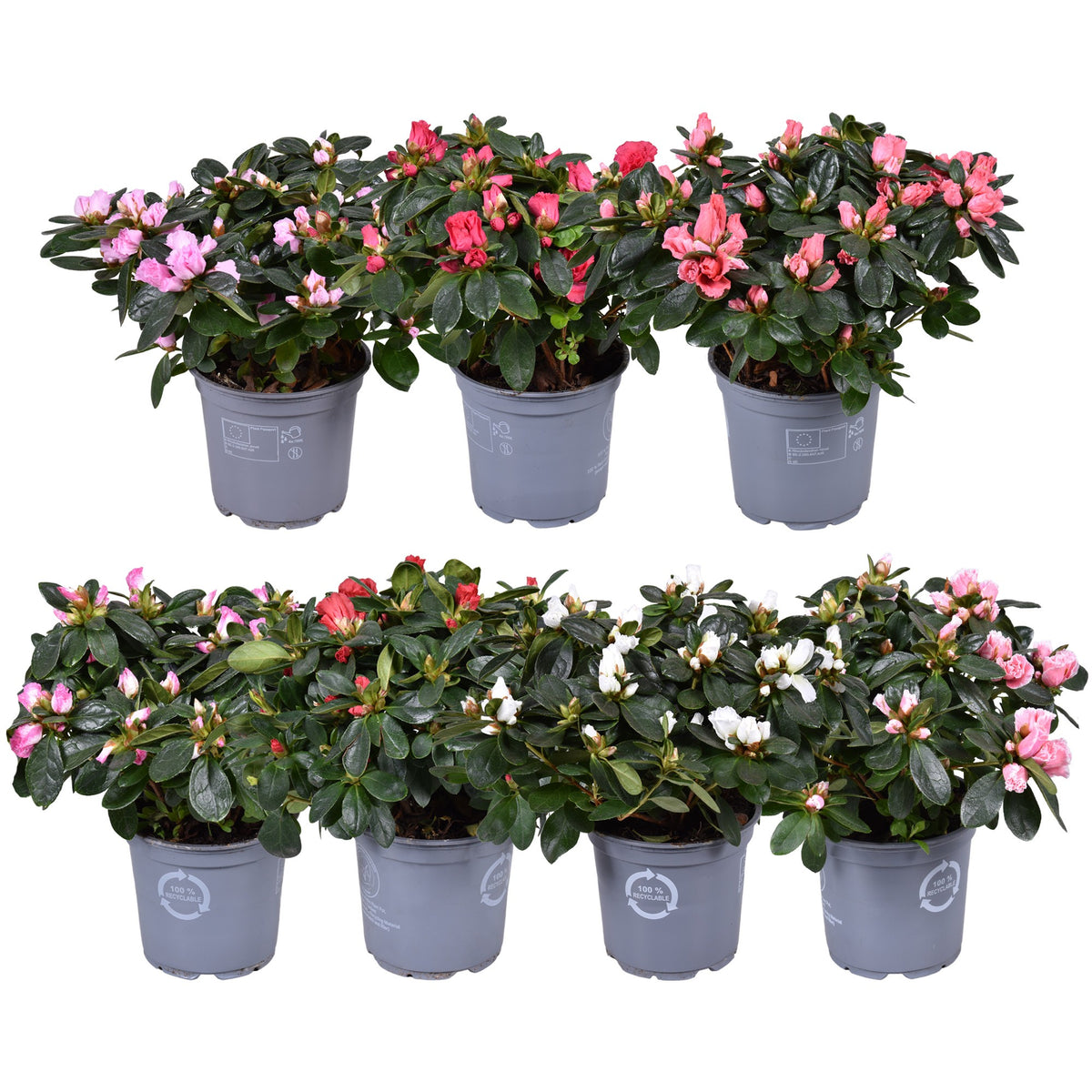 Rhododendron simsii Vogel mix 27cm 12cm Pot