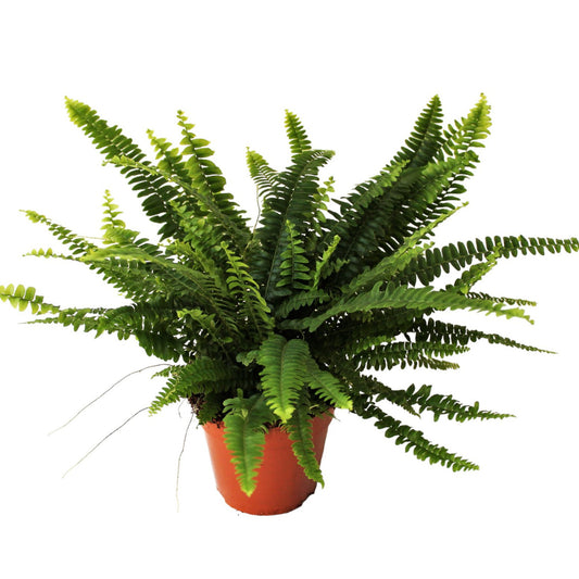 Nephrolepis Green Lady 40cm 14cm Pot