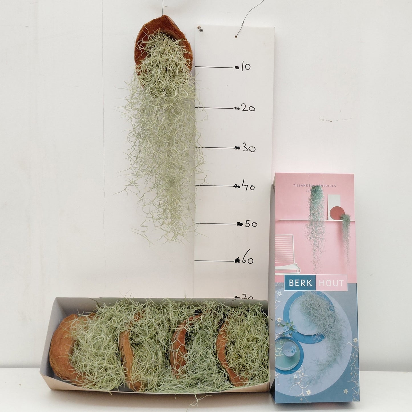BushBrothers (Lansbergen Orchids) Tillandsia usneoides Pack of 4