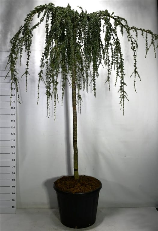 Cedrus atl. Glauca Pendula 270cm 65cm Pot