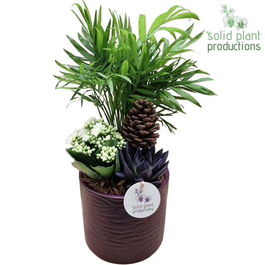 CE001 Amy Purple Echeveria 35cm 13cm Pot