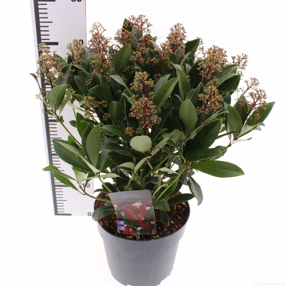 Skimmia japonica Rubella 30cm 23cm Pot