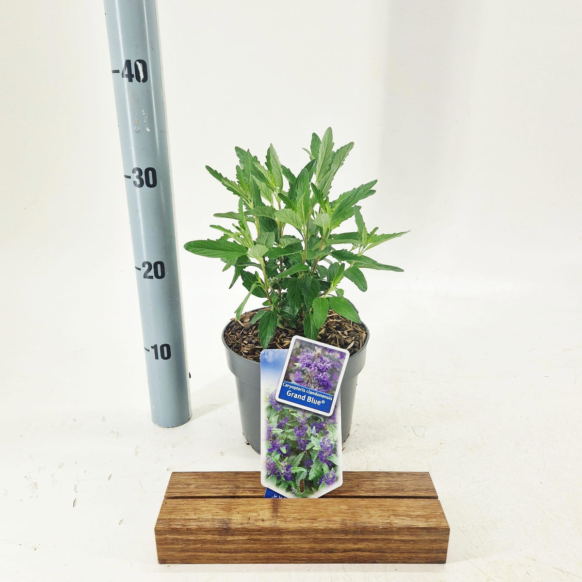 Caryopteris clandonensis 30cm 17cm Pot