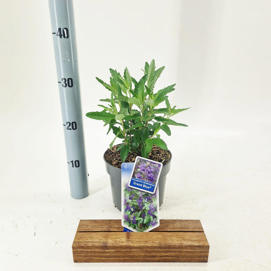 Caryopteris clandonensis 30cm 17cm Pot