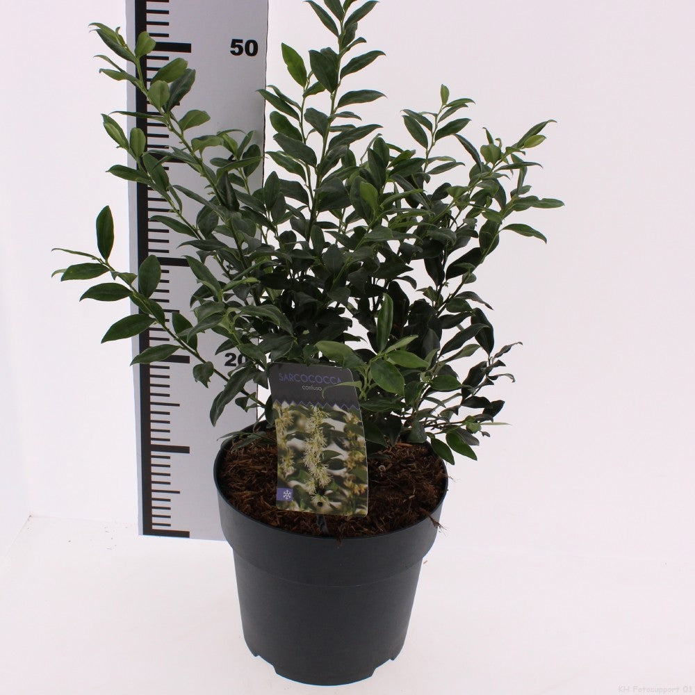 Sarcococca confusa 35cm 23cm Pot