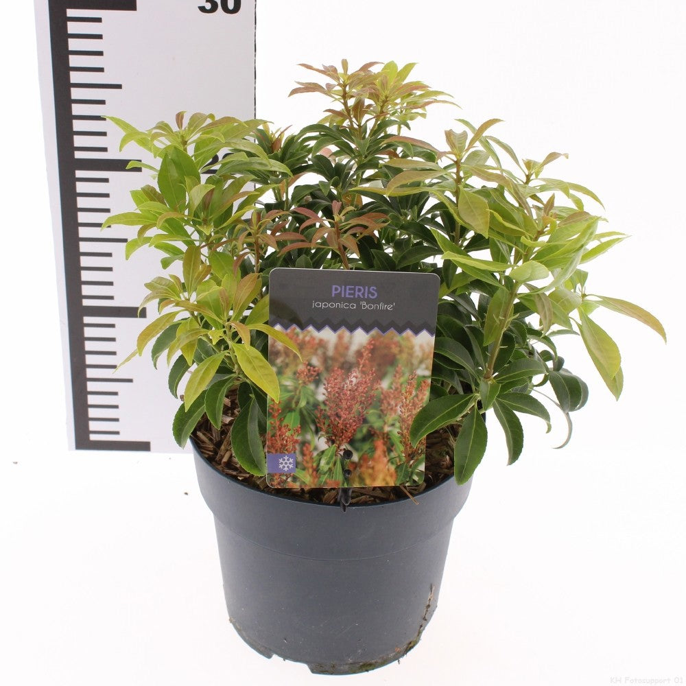 Snepvangers Tuinplanten Pieris japonica Bonfire Pack of 6
