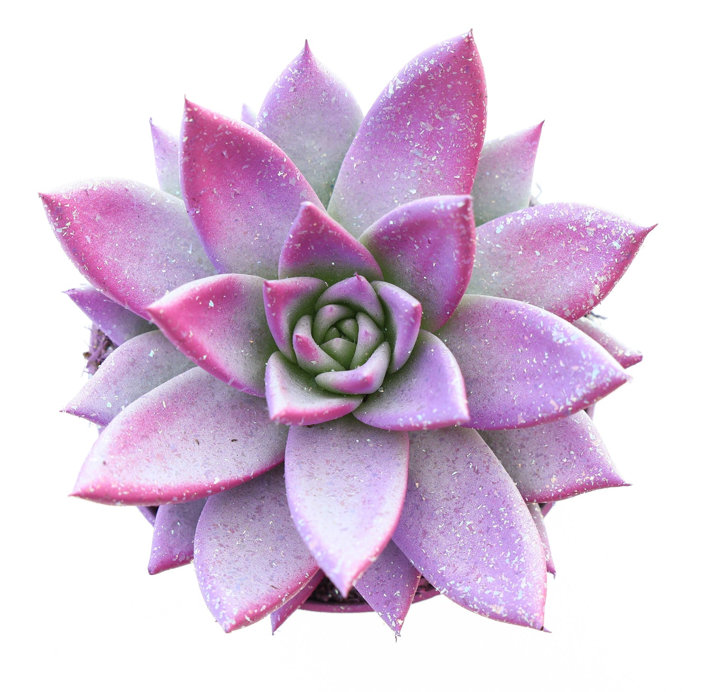 Miranda valentine multi glitter mix 10cm Special Pot (508)