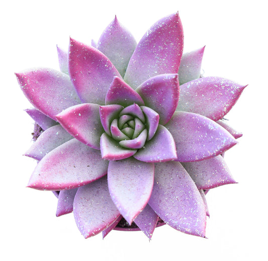 Miranda valentine multi glitter mix 10cm Special Pot (508)