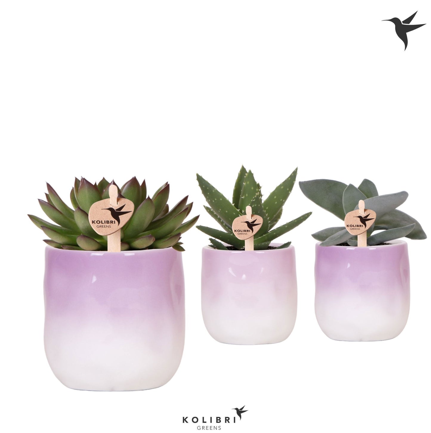 Succulent mix 22cm 9cm Pot