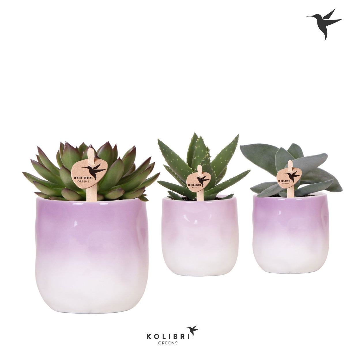 Succulenten mix (+ drp.ceramic) 22cm 9cm Pot