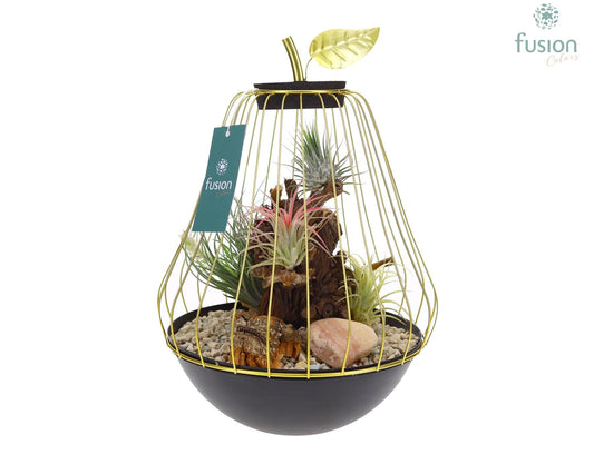 arr. Tillandsia 35cm 21cm Pot