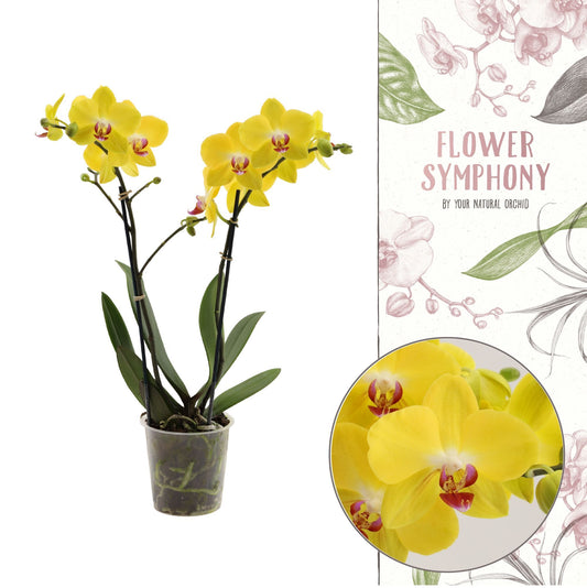 Phalaenopsis mf. Strawberry Cake 45cm 12cm Pot
