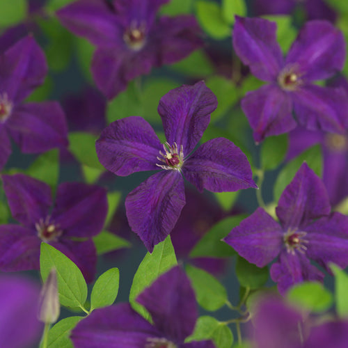 Starre BV, van der Clematis Polish Spirit Pack of 16