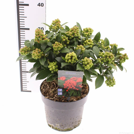 Skimmia japonica Temptation 35cm 19cm Pot