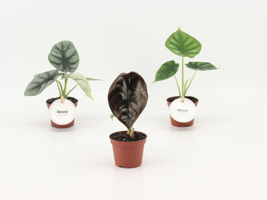 Alocasia mix 10cm 6cm Pot