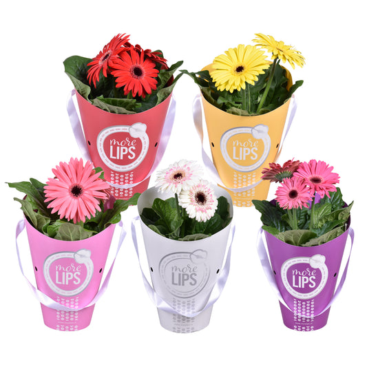 Gerbera mix 22cm 12cm Pot