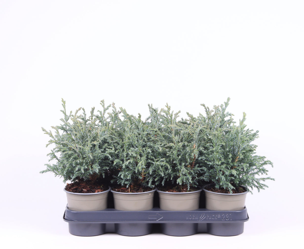 Chamaecyparis Baby Blue 15cm 11cm Pot