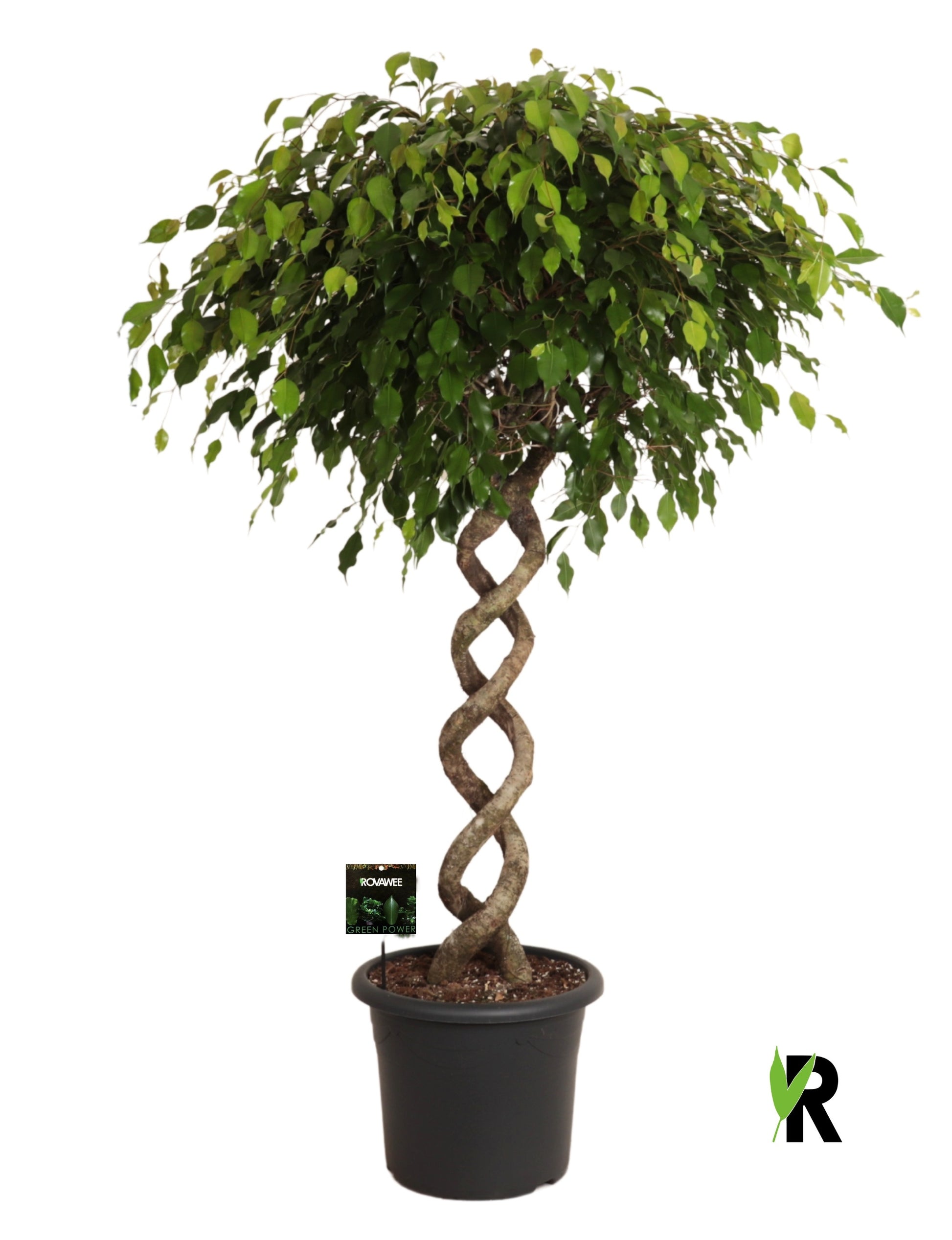 Ficus benj. Exotica 170cm 40cm Pot